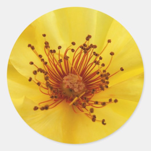 Stickers Centre Rose jaune (Devant)