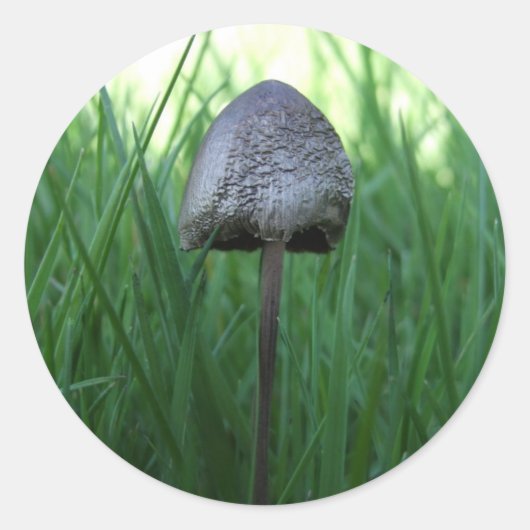 Stickers Champignons (Devant)