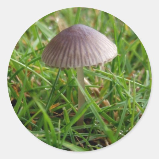 Stickers Champignons (Devant)