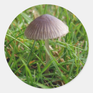 Stickers Champignons