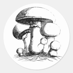 Stickers Champignons de prairie