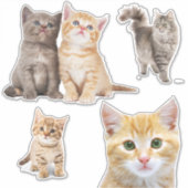 Stickers Chat Chat Chat Gris Orange (Devant)