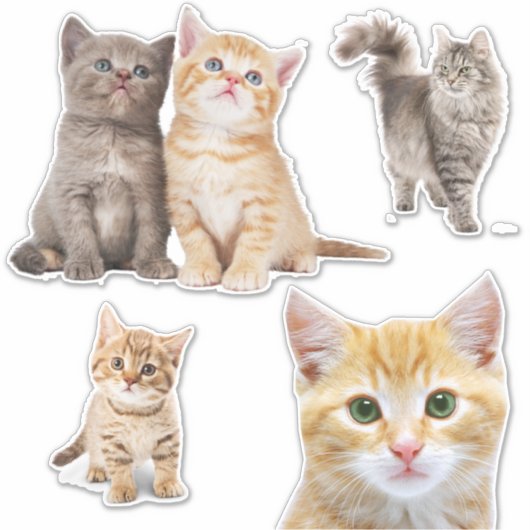 Stickers Chat Chat Chat Gris Orange (Devant)