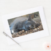 Stickers Chat Sleepy Ombré (Enveloppe)