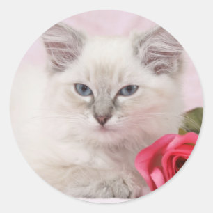 stickers chaton à poupée