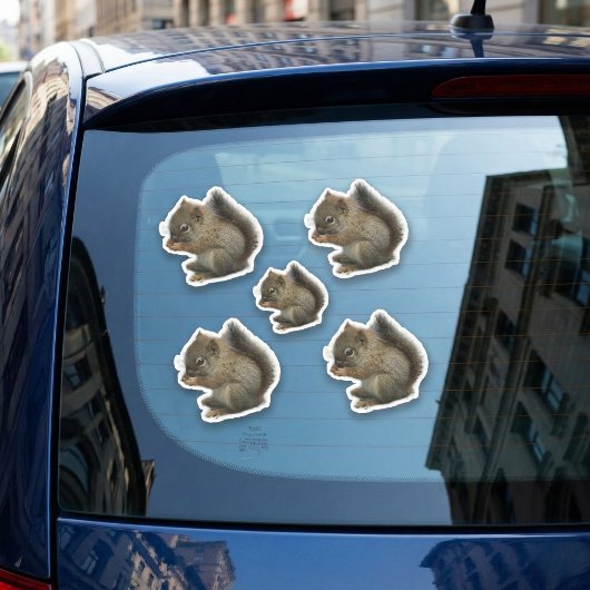 Stickers Chaton écureuil