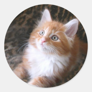stickers chaton rouge mignon
