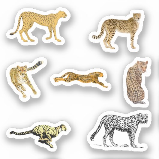 Stickers Cheetah (Recto)