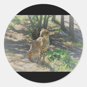stickers Cheetah