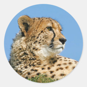 Stickers Cheetah