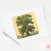 Stickers Chêne vintage sur les Stickers Parchment (Enveloppe)