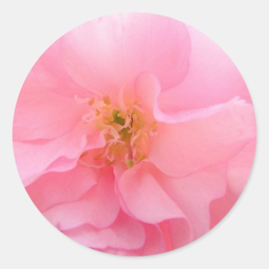 Stickers Cherry Blossom (Devant)