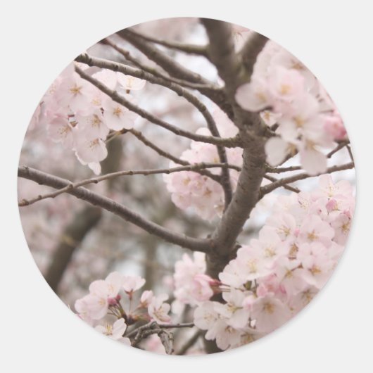 Stickers Cherry Blossom (Devant)