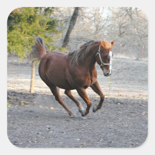 Stickers Cheval Actif (Devant)