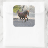 Stickers Cheval Actif (Sac)