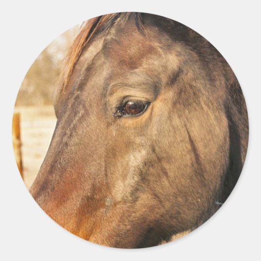 Stickers Cheval Sleeps (Devant)