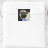 Stickers Chien carlin et Amateurs de petits animau (Sac)