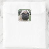 Stickers Chien Chien carlin (Sac)