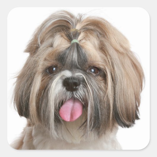Stickers Chien Chien Chien Chien Chien Chien Chien (Devant)