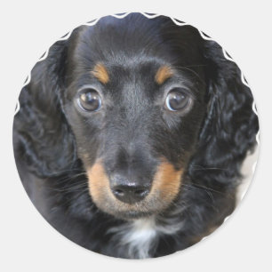 Stickers Chien Chien Chien Chien Daschund