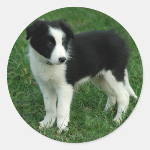 Stickers Chien Chien Chien Chien Noir & Blanc Bord