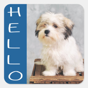 Stickers Chien Chien Chien Maltais / Sceau