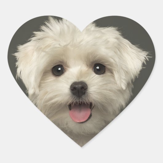 Stickers Chien Chien Chien Maltais / Sceau (Devant)