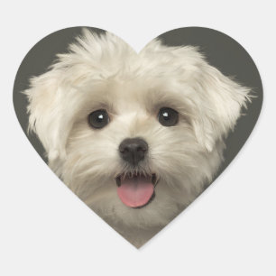 Stickers Chien Chien Chien Maltais / Sceau