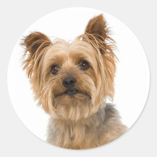 Stickers Chien Chien Chien Puppy du Yorkshire Terr
