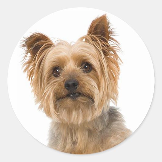 Stickers Chien Chien Chien Puppy du Yorkshire Terr (Devant)