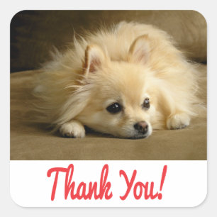Stickers Chien Chien Merci Poméranie / Étiquettes