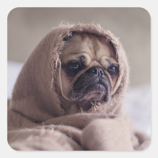stickers Chien mignon 3 (Devant)