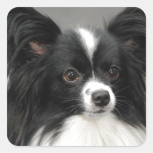 Stickers Chien Papillon