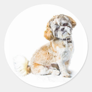 Stickers Chien Shih Tzu