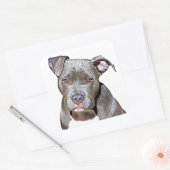Stickers Chien Taureau (Enveloppe)