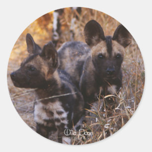 Stickers Chiens sauvages