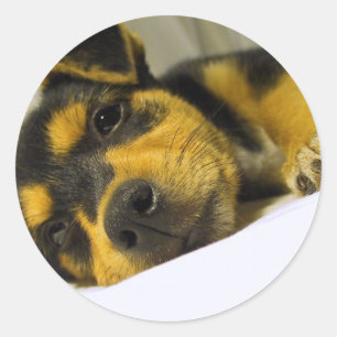 Stickers Chihuahua Puppy