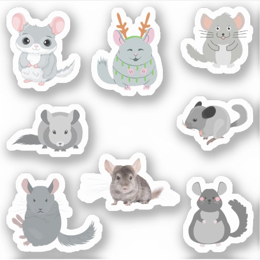 Stickers Chinchilla (Devant)
