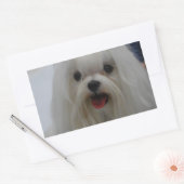 Stickers Chiot Maltais (Enveloppe)