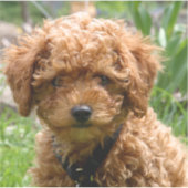 Stickers Chiot minuscule Rouge Jouet (Devant)