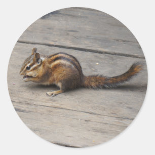 Stickers Chipmunk