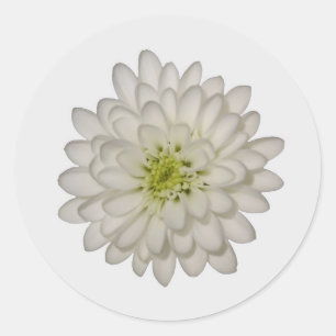 Stickers Chrysanthème blanc