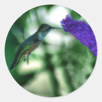 Stickers Colibris