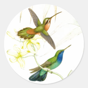 Stickers Colibris Goulds