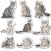 Stickers Collection Cute Tabby Cat (Devant)