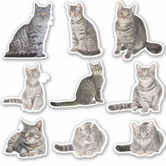 Stickers Collection Cute Tabby Cat (Devant)