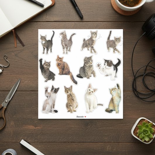 Stickers Collection de chats
