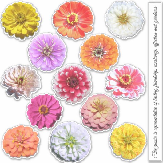 Stickers - Collection Zinnias (Devant)