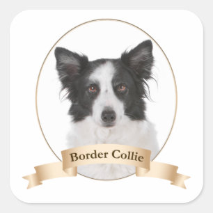 Stickers Collie Bordure