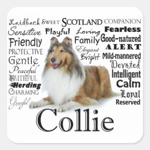 Stickers Collie Traits